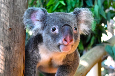 koala